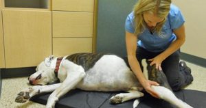 Chiropractic for Pets?